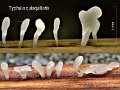 Typhula quisquiliaris-amf403